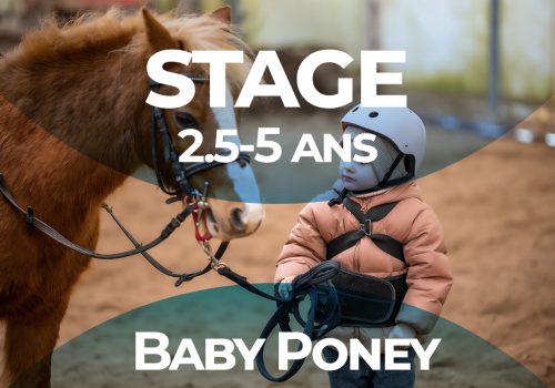 Baby Poney Temploux